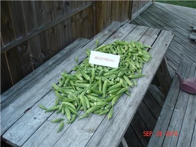 Banana Melon Seeds. Old 1930s Heirloom, With A Sweet Spicy Flavor 