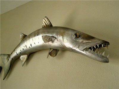 Fierce BARRACUDA FISH MOUNT/TAXIDERMY   BIG TEETH  