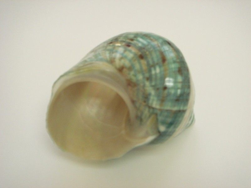 JADE TURBO BANDED SEA SHELL 3 3 1/2 #7069  