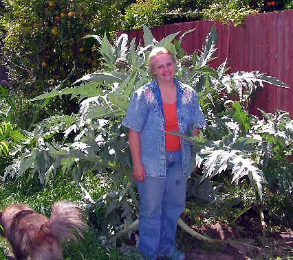 Imperial Star Artichoke Plant spineless cold hardy 12  