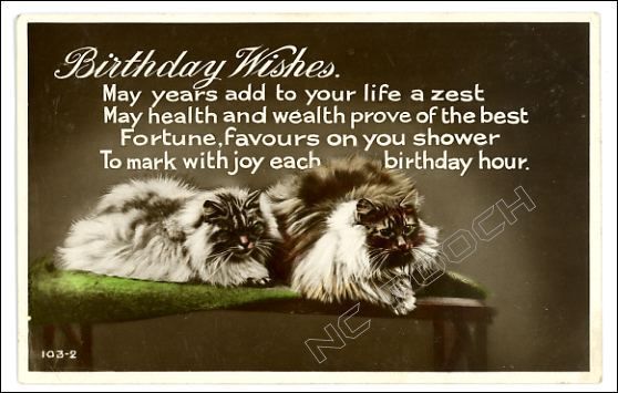 photo vintage cat postcard birthday longhaired cats  