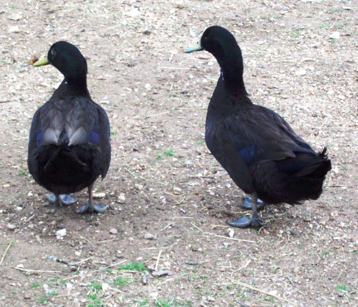 Mahanaim Farm12 Cayuga Duck Hatching eggs  