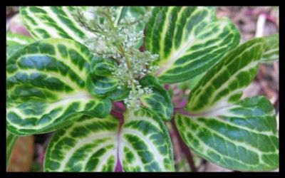 TROPICAL EXOTIC BLOOD LEAF~IRESINE HERBSTII~~INDOOR~~ROCKERY~~BORDER 