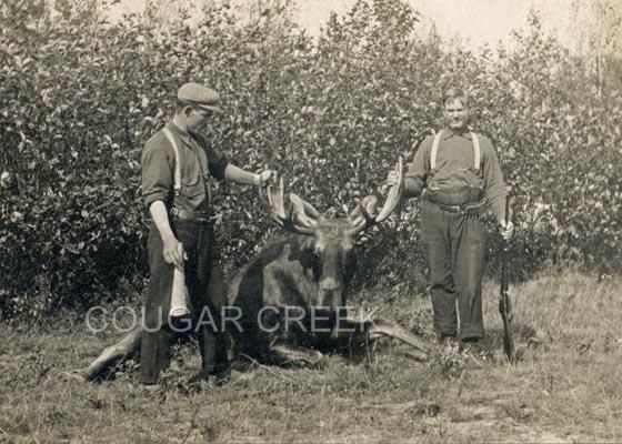 HUNTERS BULL MOOSE OLD BIRCH CALL RIFLE HUNTING PHOTO  