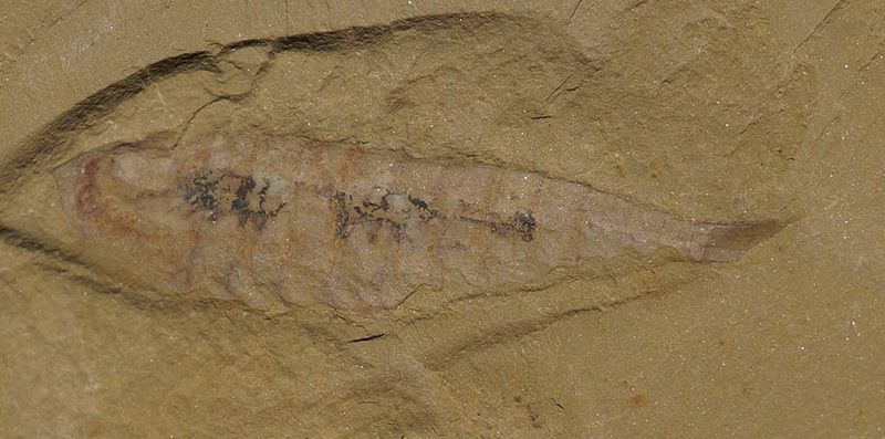 RCLeanchoilia ChengJiang Soft Trilobite Early Cambrian #120328lqlM 