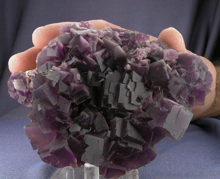 SPECTACULAR LARGE PURPLE FLUORITE CUBE CRYSTALS w WHITE PHANTOMS 