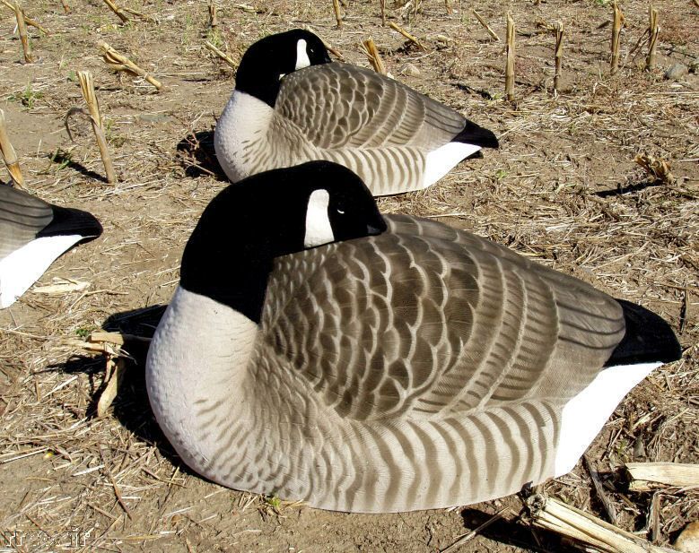   GREENHEAD GEAR ELITE CANADA GOOSE SLEEPER DECOYS 700905710645  