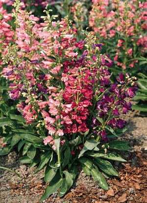 Penstemon Beardtongue Barbatus Rondo Mix Seeds  