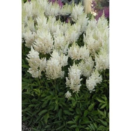Trumpet Lily Bulb REGALE Fragrant Flowers+++,6 Giant  